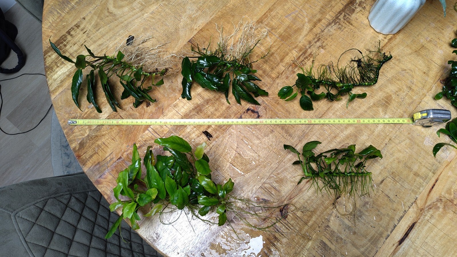 Anubias aquarium planten., Ophalen, Plant(en), Steen of Hout
