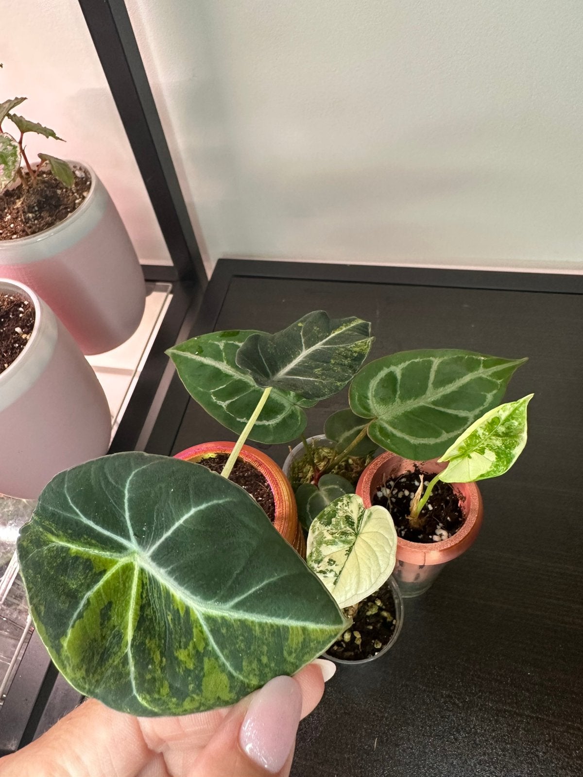 Plantenpakket 3 (4 planten) Alocasia variegata, Ophalen of Verzenden, Halfschaduw, Minder dan 100 cm