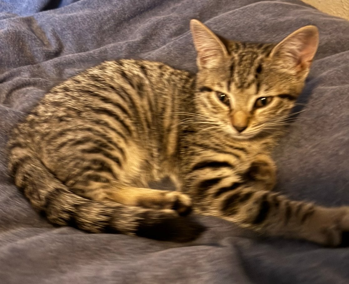 Lieve toyger kruising kittens, Dieren en Toebehoren, Meerdere dieren
