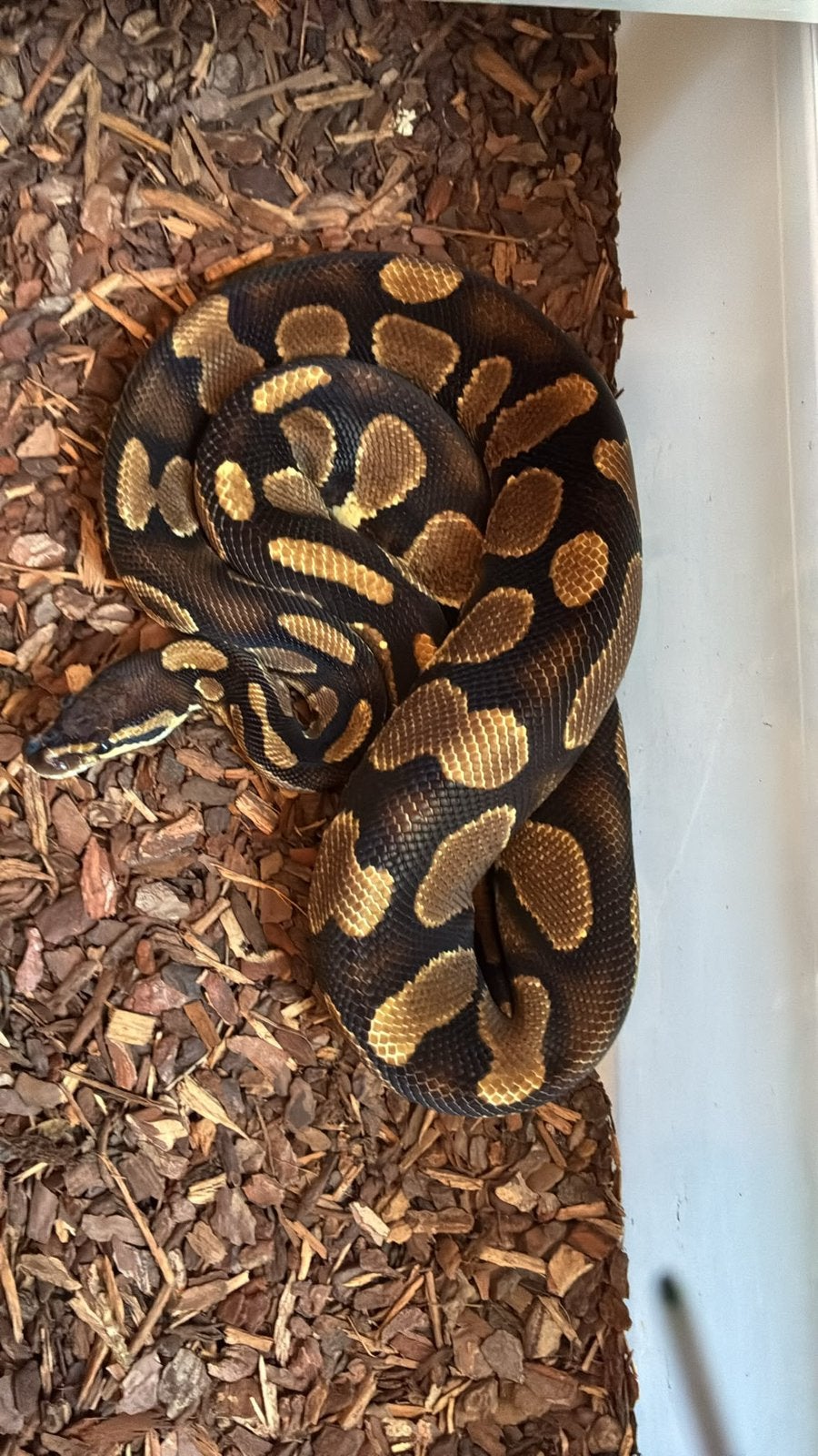 Ballpython (koningspython) Ball Python - unknown for sale from manouk van Oeveren