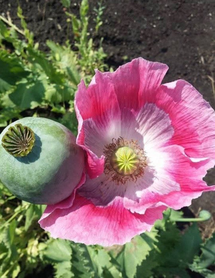 Papaver somniferum Giganteum zaden, Ophalen of Verzenden, Voorjaar, Volle zon, Zaad