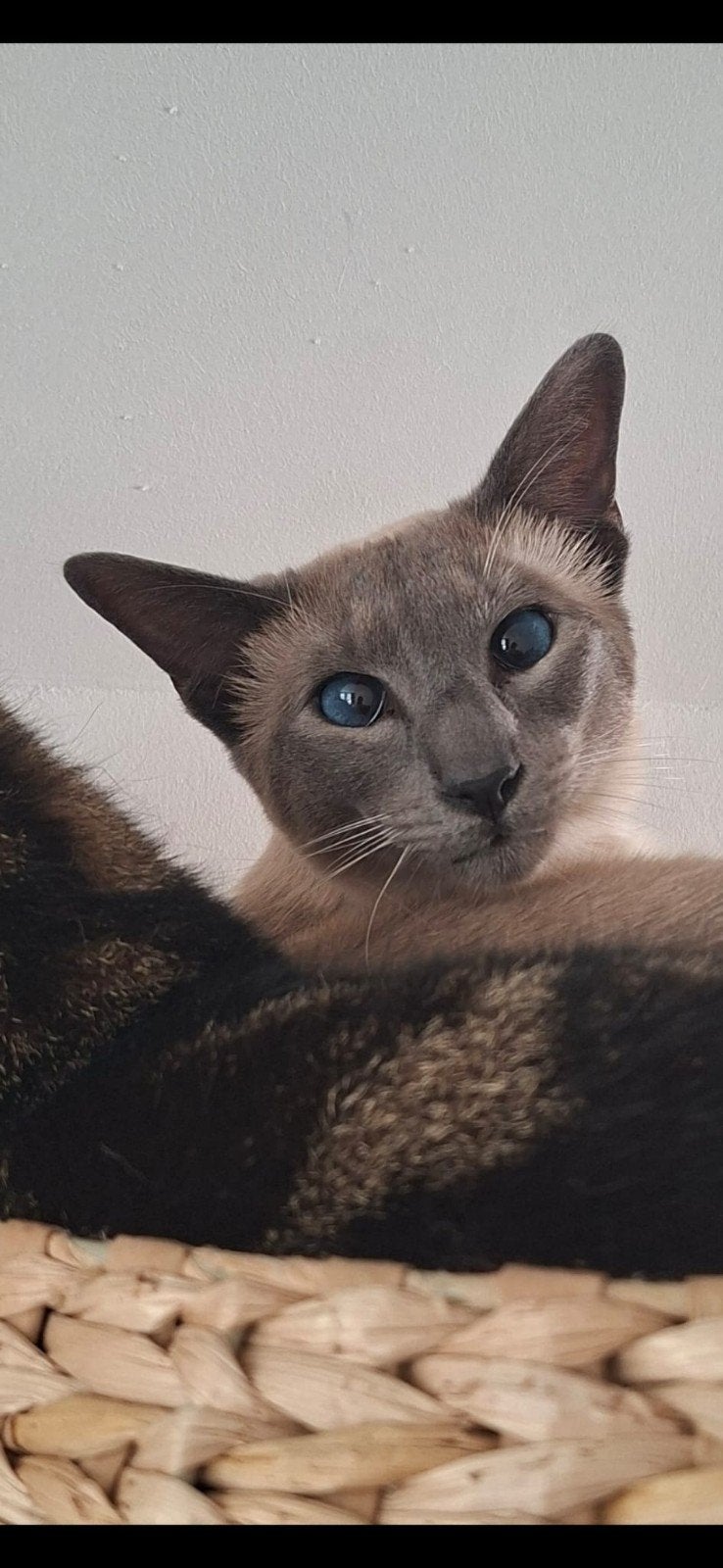 oosterse korthaar/siamees, Dieren en Toebehoren, Kater, Gechipt