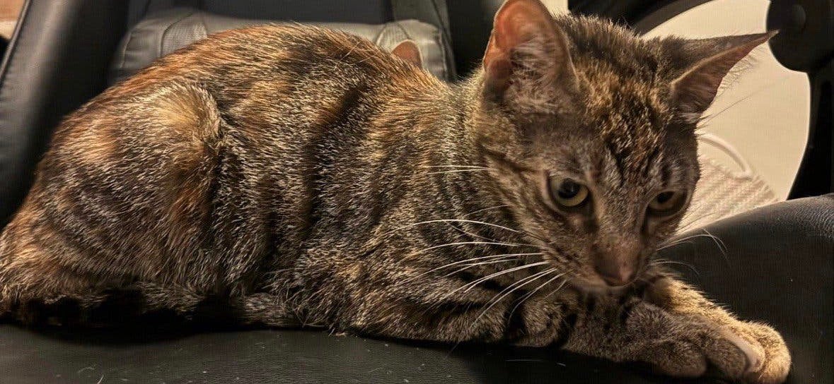 Lieve toyger kruising poes, Poes, Ontwormd, 0 tot 2 jaar