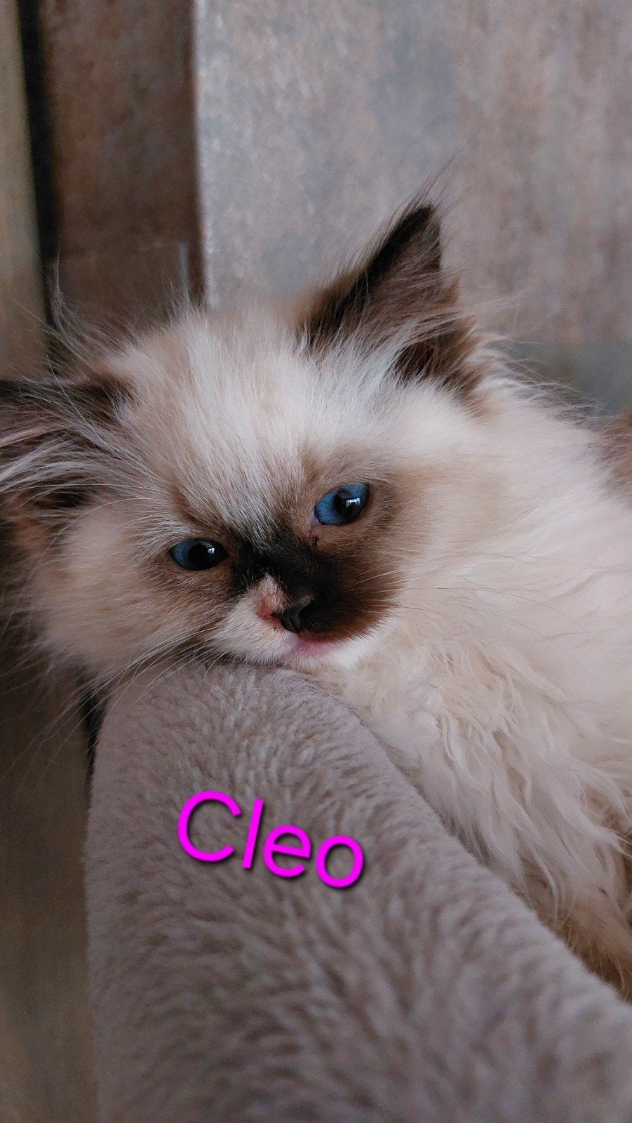Ragdoll kitten poesjes met stamboom, Poes, Met stamboom, 0 tot 2 jaar