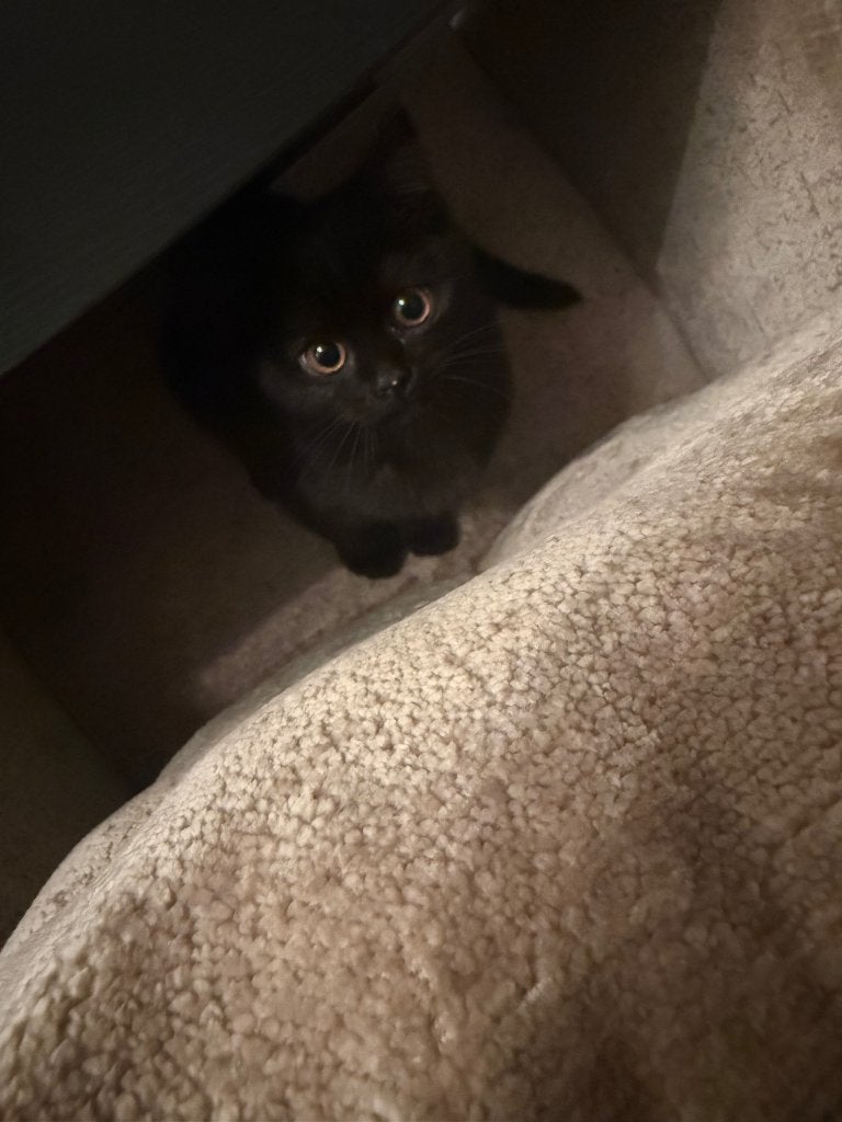 Britse korthaar Kat, Kater, 0 tot 2 jaar