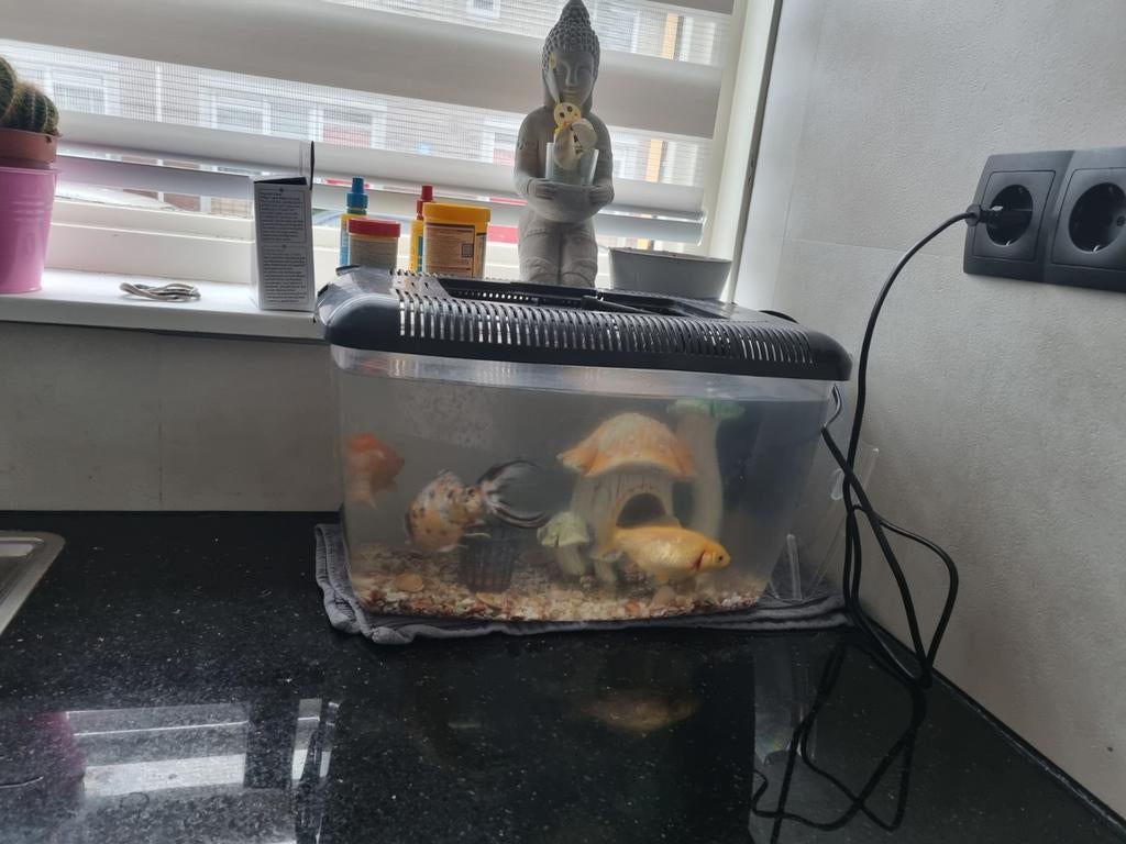 Aquarium met 3 visssen, Dieren en Toebehoren, Ophalen