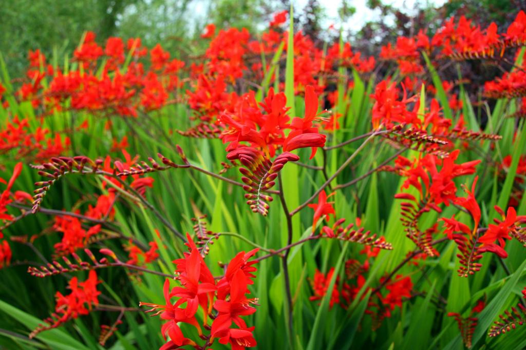 Crocosmia (Montbretia) Lucifer - vuurrood - 25-50 cm, Overige soorten, Volle zon, Vaste plant, Ophalen of Verzenden