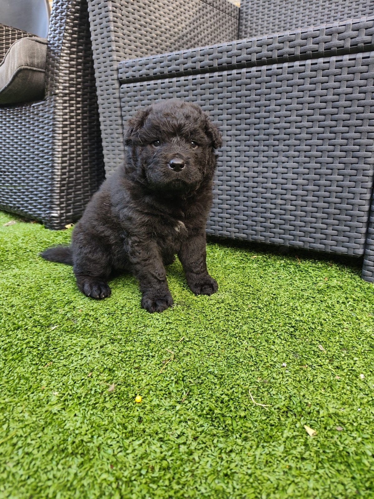 Prachtig nestje chow chow x wetterhoun, Overige rassen, 8 tot 15 weken, Meerdere, Meerdere dieren