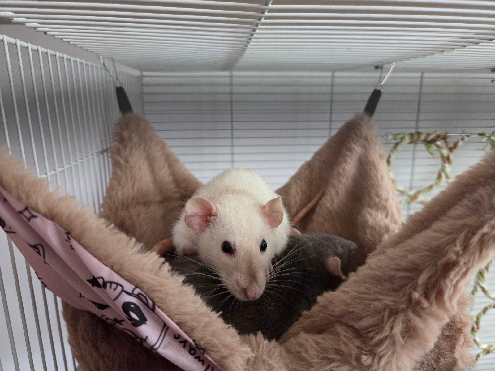 2 ratten DAMES, Januari, Vrouwelijk, Rat