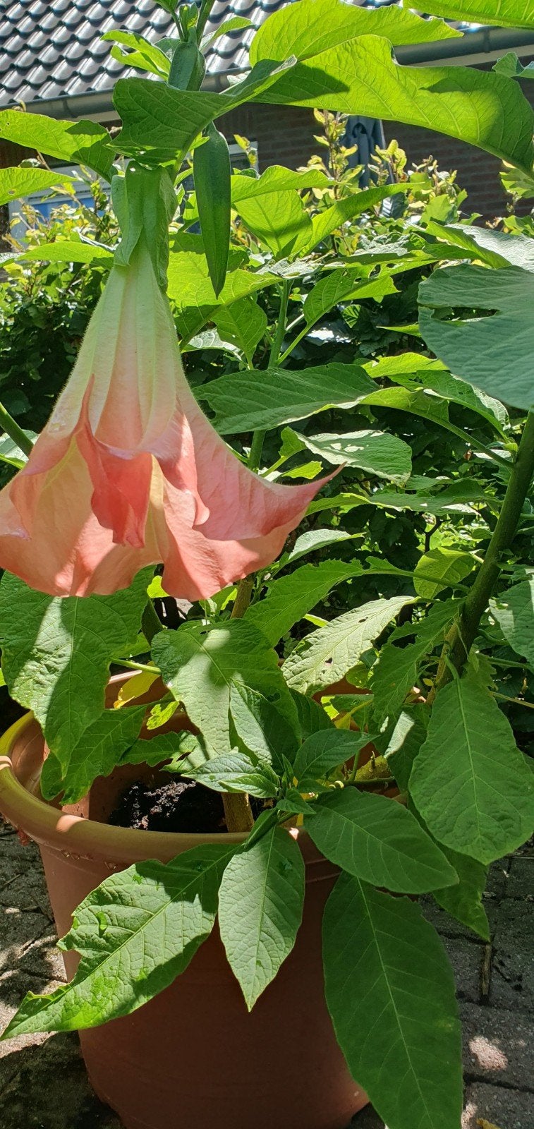 Brugmansia's (Engelentrompet), Tuin en Terras, Planten | Tuinplanten, Volle zon, Vaste plant, Zomer, Ophalen