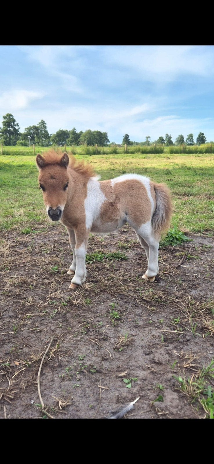 bonte mini merrie met merrie veulen, Merrie, Niet van toepassing, A pony (tot 1.17m), 11 jaar of ouder