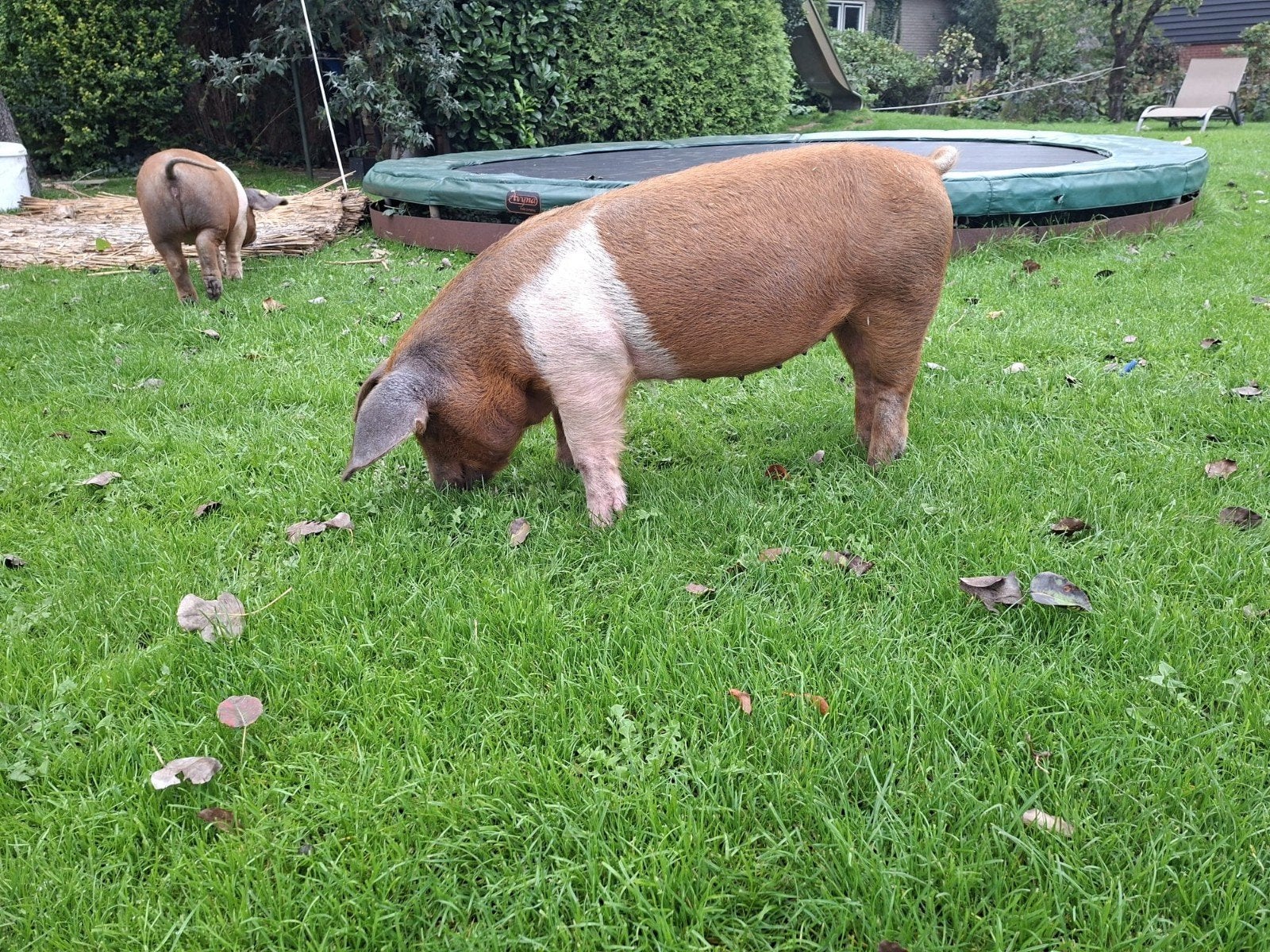 lieve hand tamme biggen husumer zeug borger, Meerdere dieren, Varken, 0 tot 2 jaar
