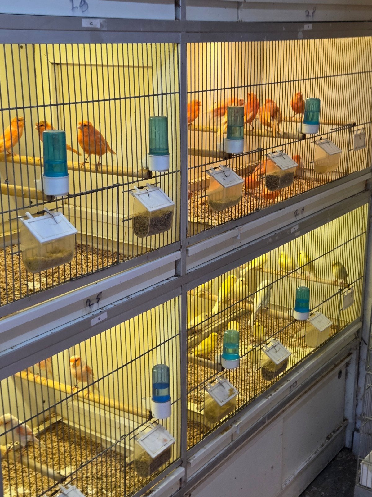 Vele kanaries, Dieren en Toebehoren, Vogels | Kanaries, Meerdere dieren, Kleurkanarie