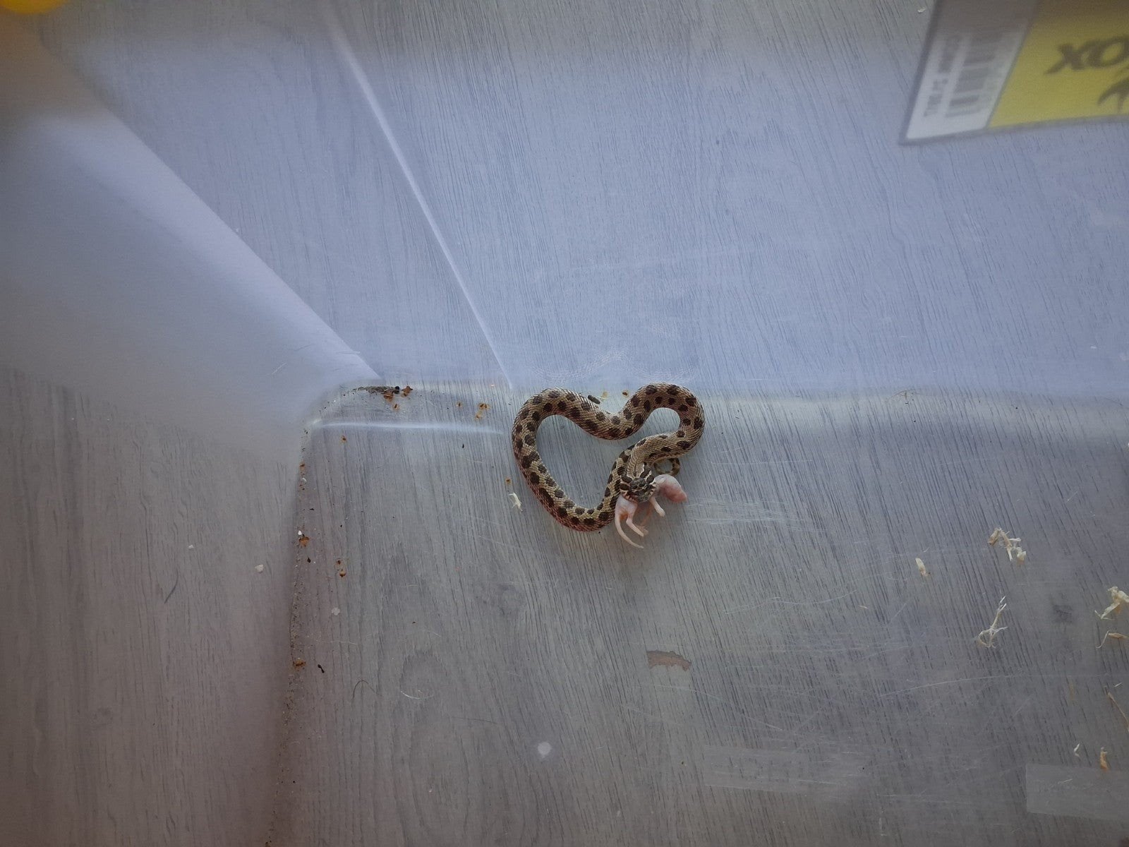 haakneus met terrarium en reserve lamp Hognose Snake - unknown for sale from jantsjesebas