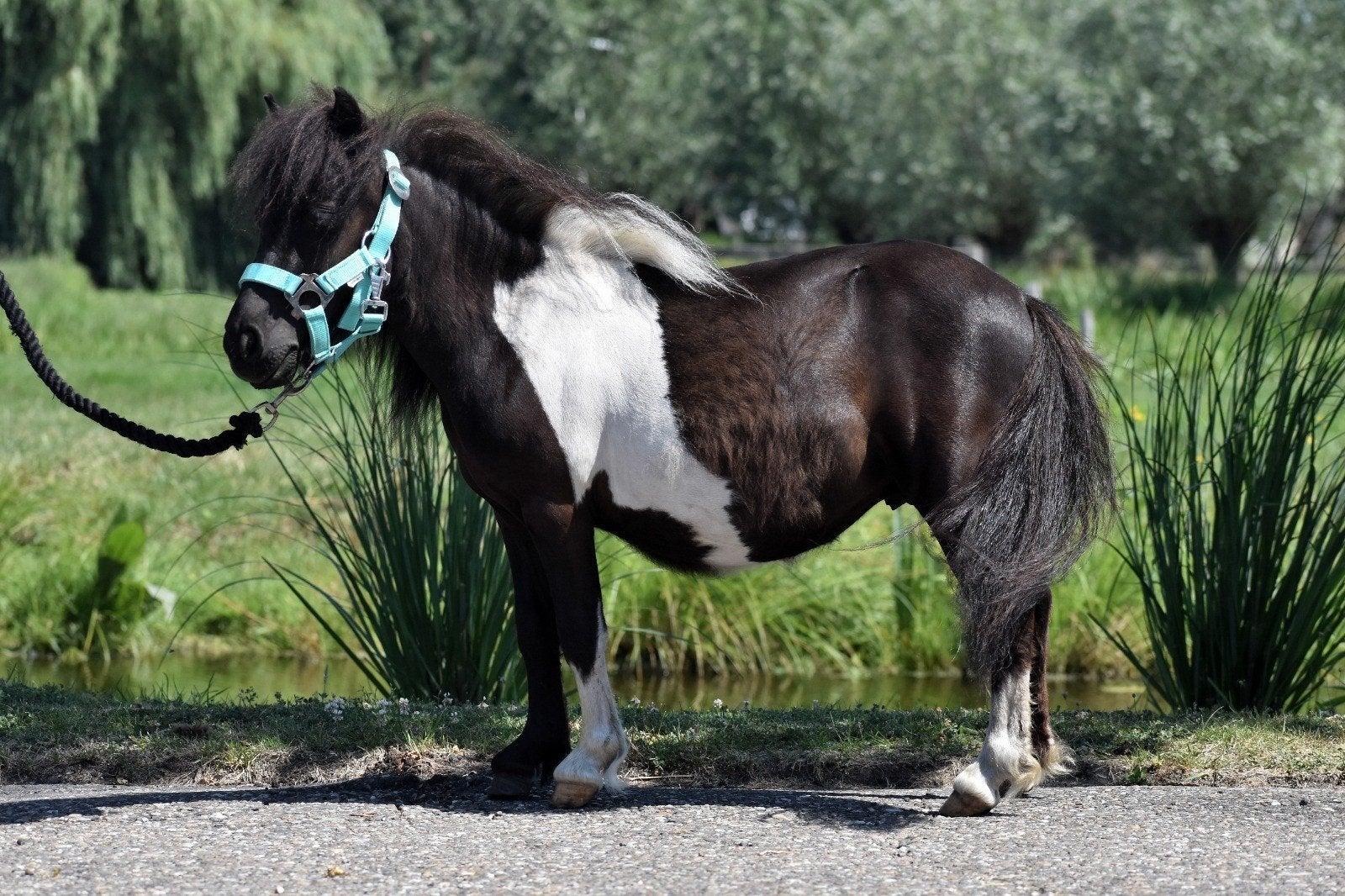 ** SUPER KNAPPE & LIEVE SHETLANDER BONTE  RUIN**en meer!, Dieren en Toebehoren, Pony's, Ruin, Niet van toepassing, 0 tot 2 jaar