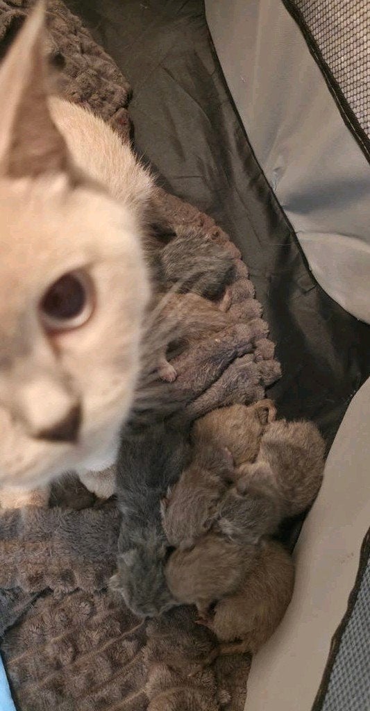 ​🐾 Prachtig Nestje Raszuivere BKH Kittens! 🐾, Dieren en Toebehoren, Katten en Kittens | Raskatten | Korthaar, Meerdere dieren