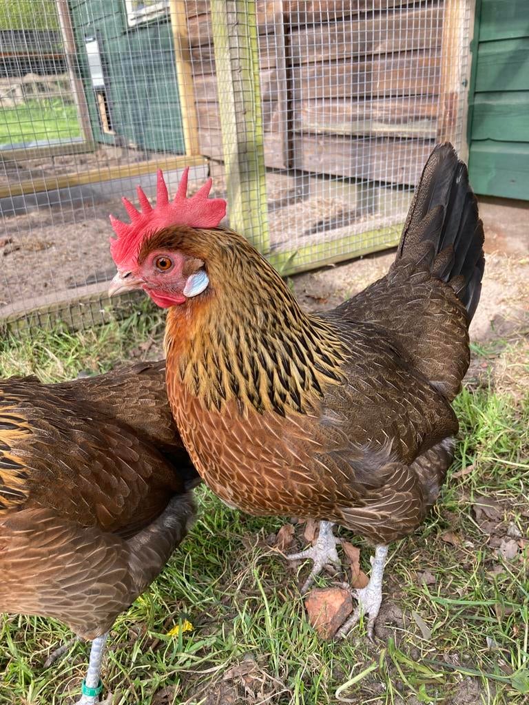 2 Drentse Hoen hennen, Dieren en Toebehoren, Pluimvee, Vrouwelijk, Kip