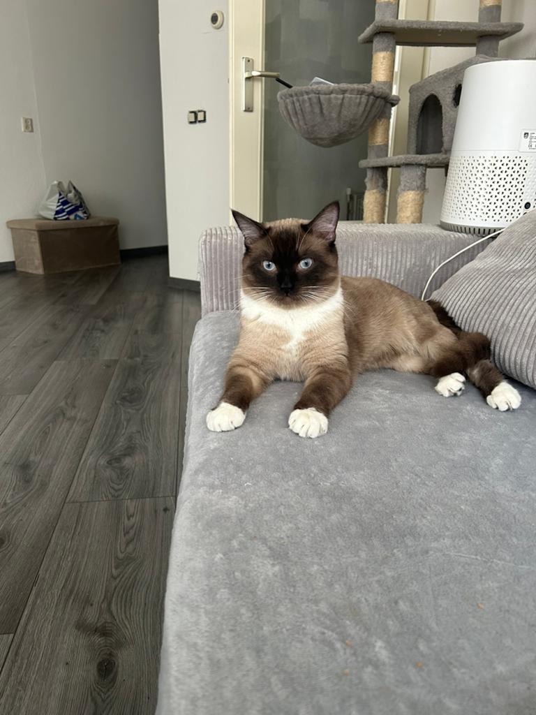 Siamese Dekkater(niet te koop/not for sale