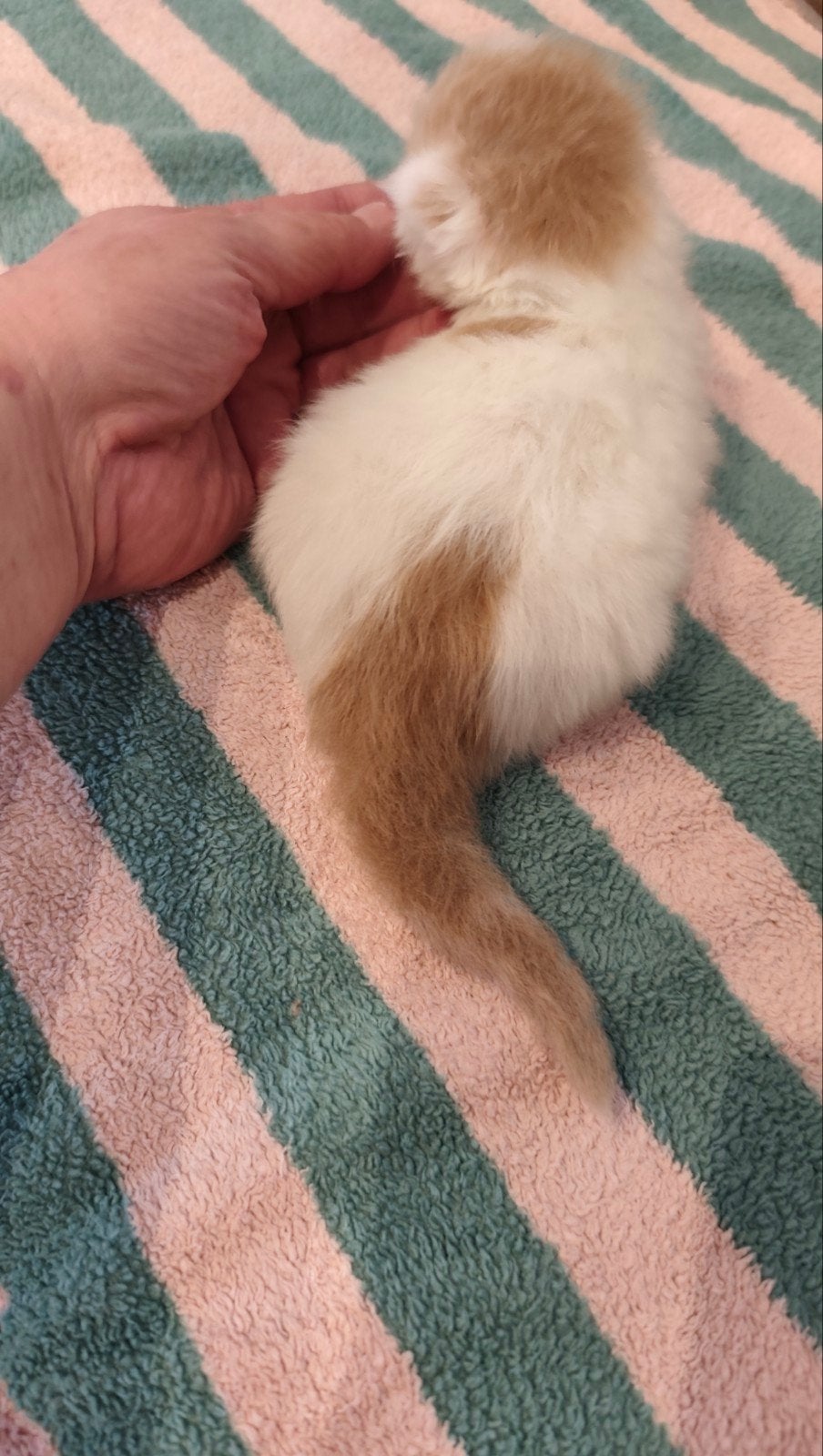 te Koop lieve cremesilber Meisje maincoon, Poes, Langharig, 0 tot 2 jaar