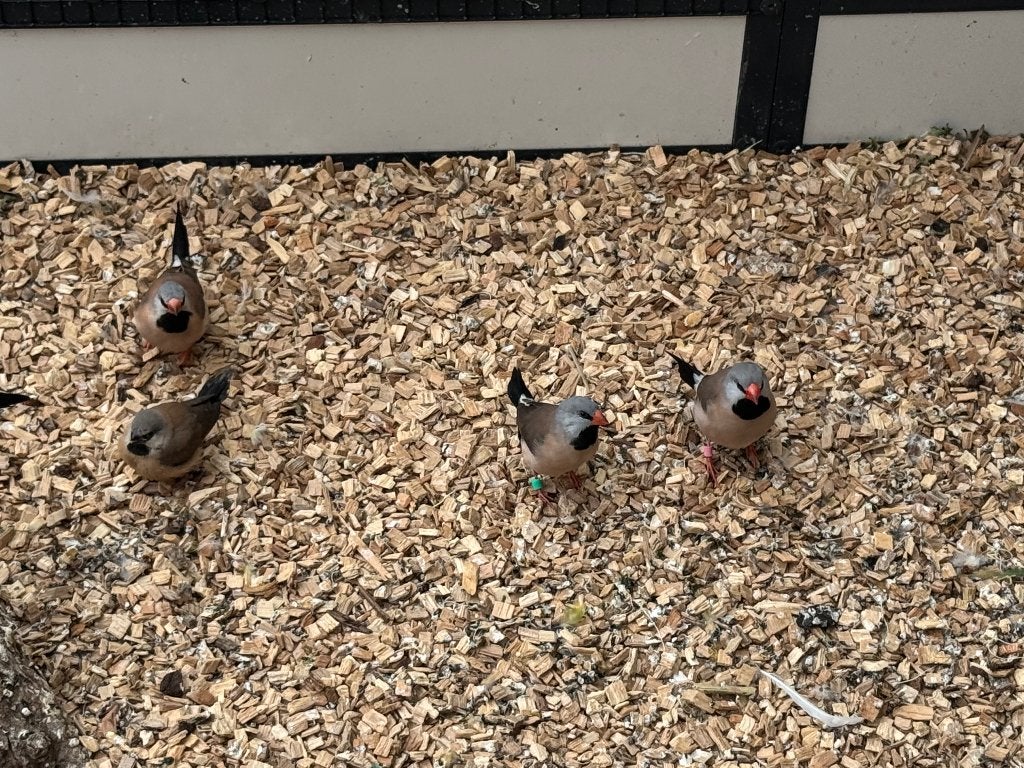 spitsstaartamadine, Dieren en Toebehoren, Vogels | Overige Vogels, Meerdere dieren, Tropenvogel