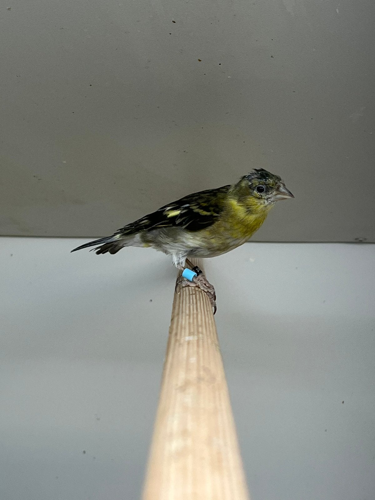 1-2 Baardsijs, Meerdere dieren, Wildzangvogel, Geringd