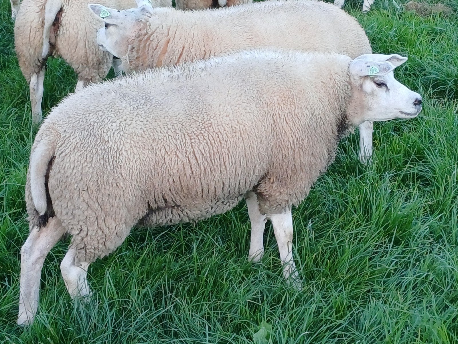 Raszuivere Texelaar stamboek ooi, Vrouwelijk, Schaap