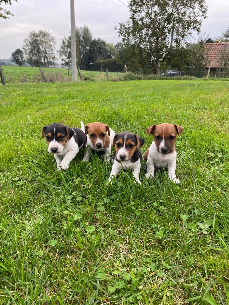 jack russell pups, België, Particulier, Jack Russell Terriër, Reu