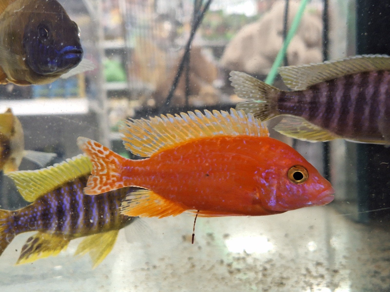 Aulonocara fire fish, Vis, Zoetwatervis