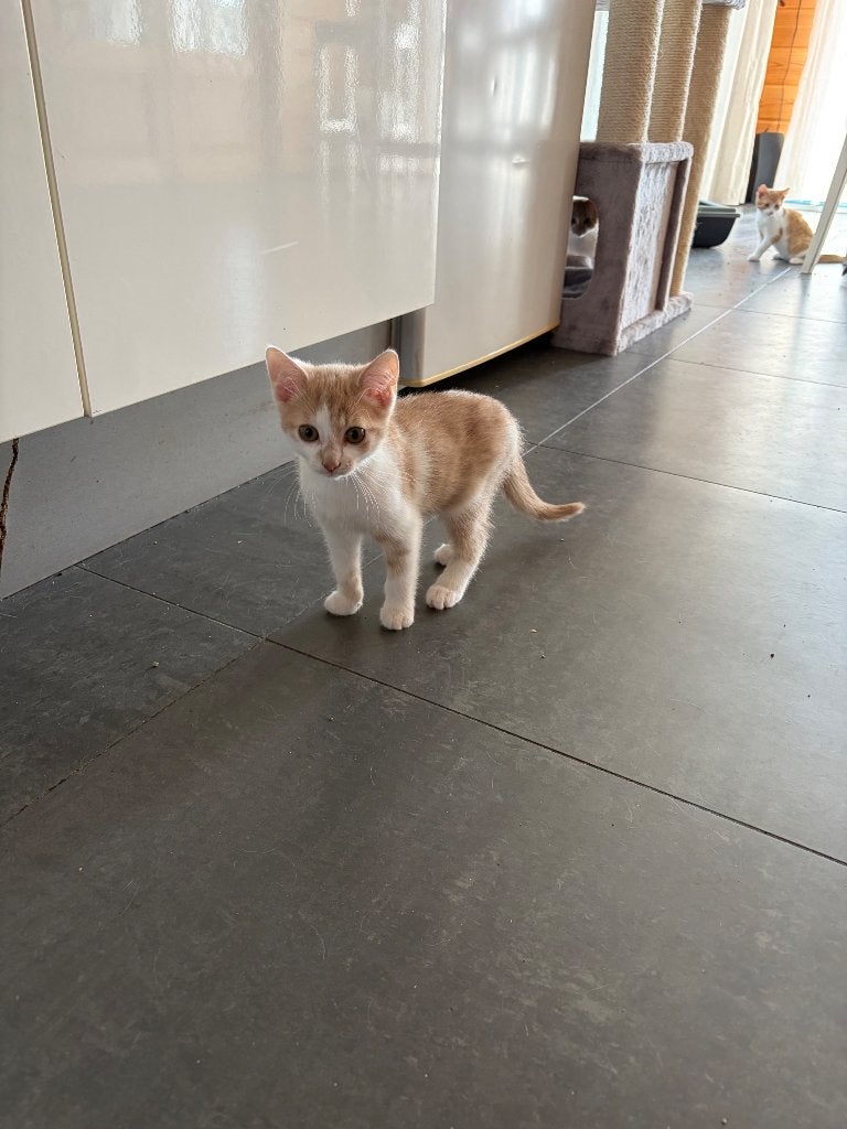Kittens, Dieren en Toebehoren, Kater, 0 tot 2 jaar