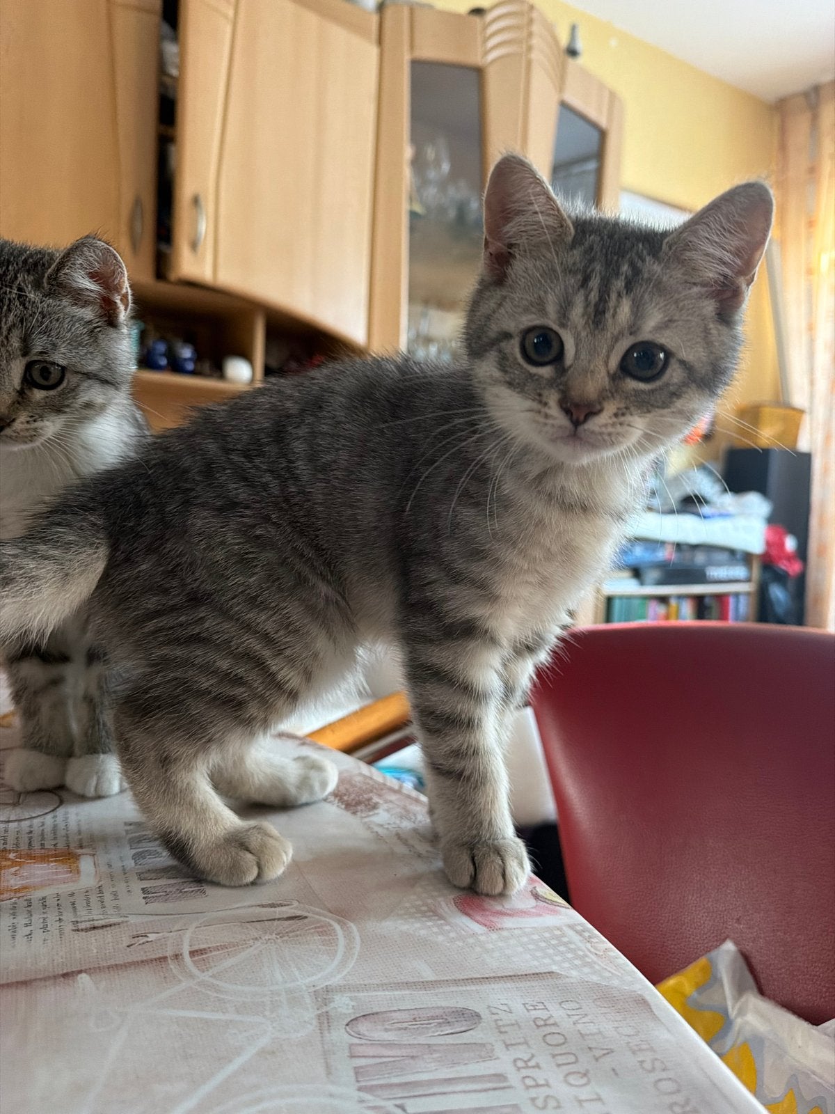 3 Grijze kittens | prijs: per kitten | 12 weken jong, Dieren en Toebehoren, Poes, Kortharig, 0 tot 2 jaar