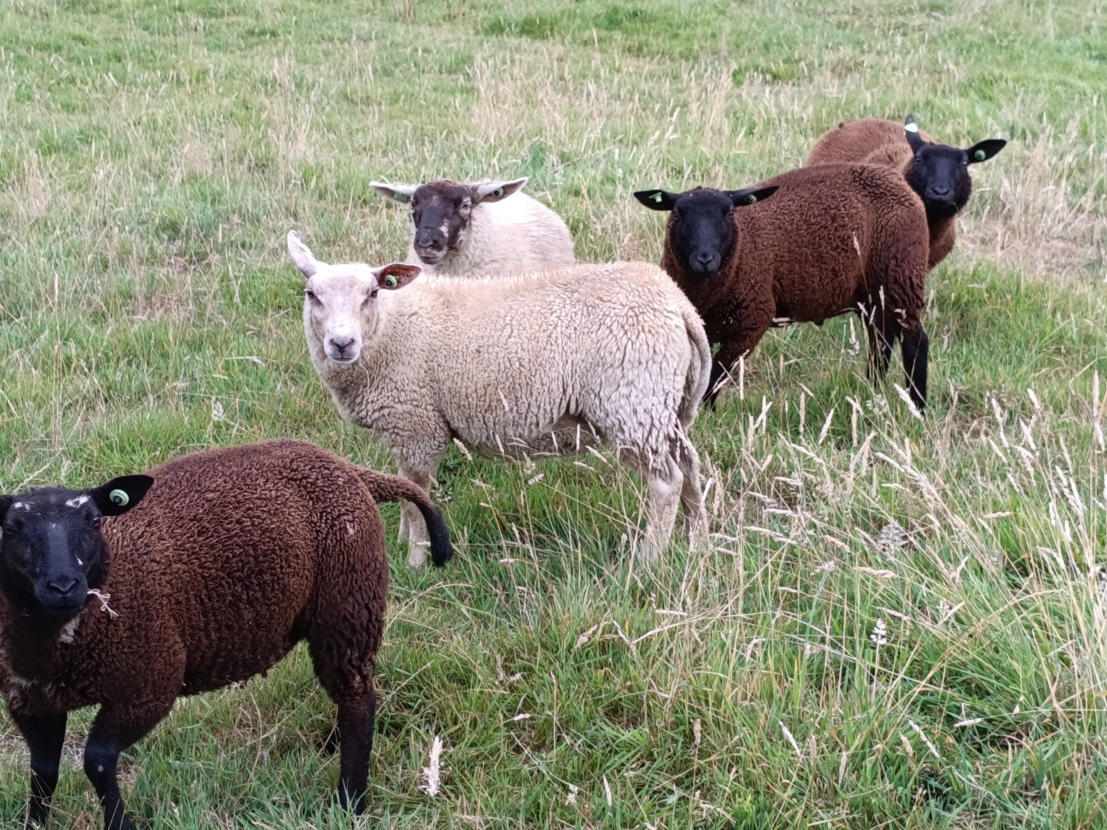mooie lammeren, Meerdere dieren, Schaap, 0 tot 2 jaar