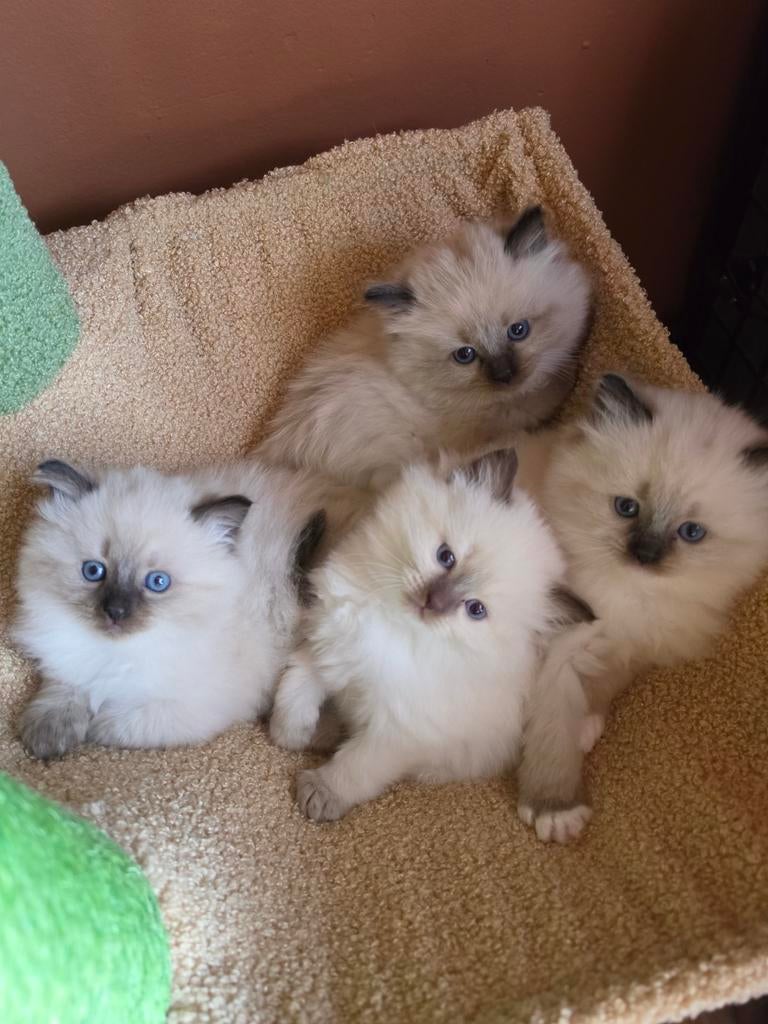 RAGDOLL KITTENS