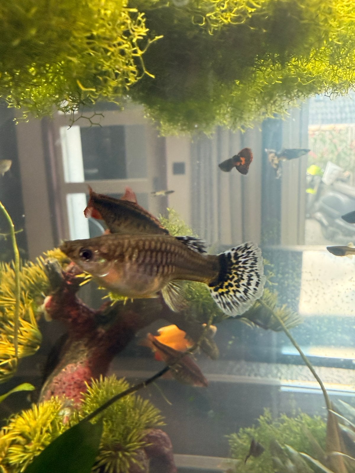 Leopard guppen, Dieren en Toebehoren, Vis