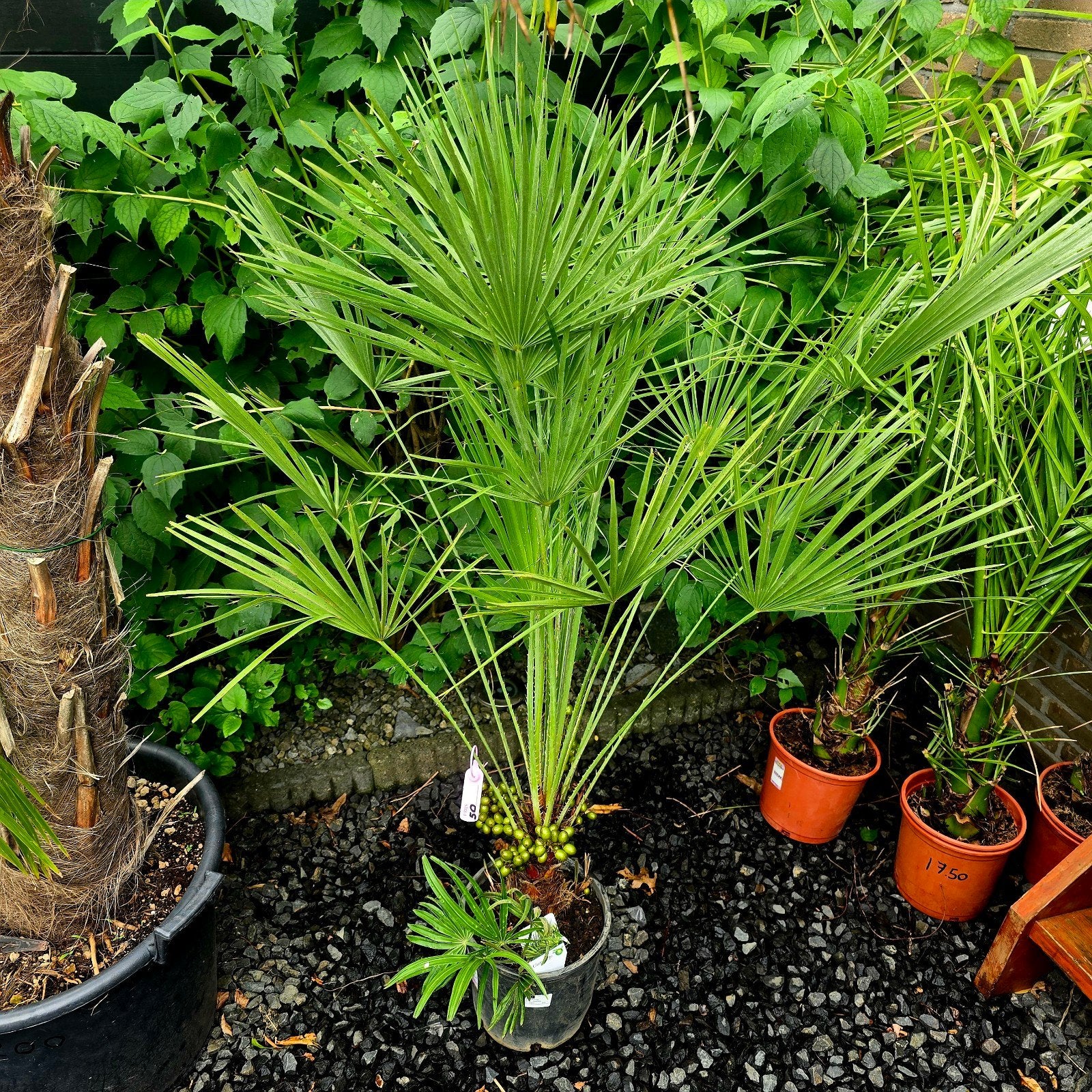 ​ Dwergpalm  Chamaerops humilis palmboom, Ophalen, Gehele jaar, Halfschaduw
