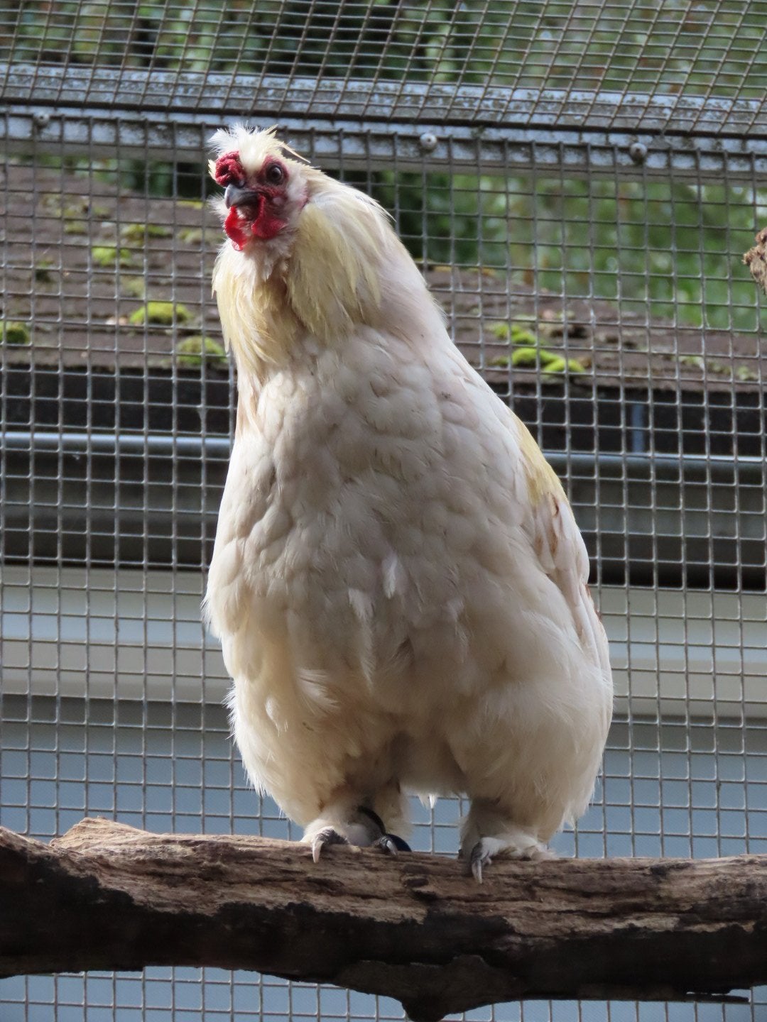 Thor, zijdehoen kruising, Mannelijk, Kip