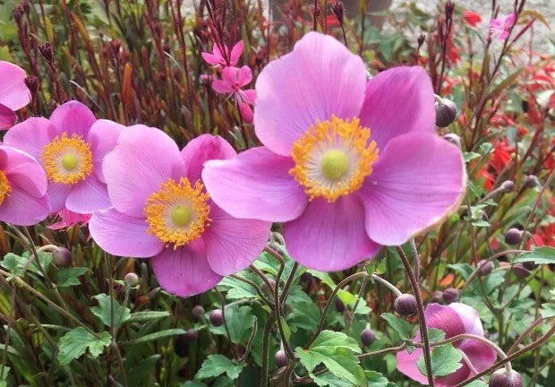Roze Anemoon - Japanse Anemoon in een P11 pot., Volle zon, Vaste plant, Herfst, Ophalen