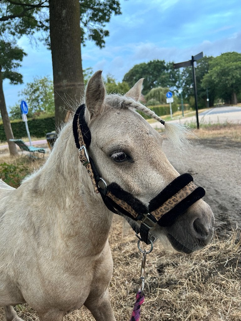 Lieve shetlander ruin, Dieren en Toebehoren, Gechipt, Ruin, Niet van toepassing, A pony (tot 1.17m)