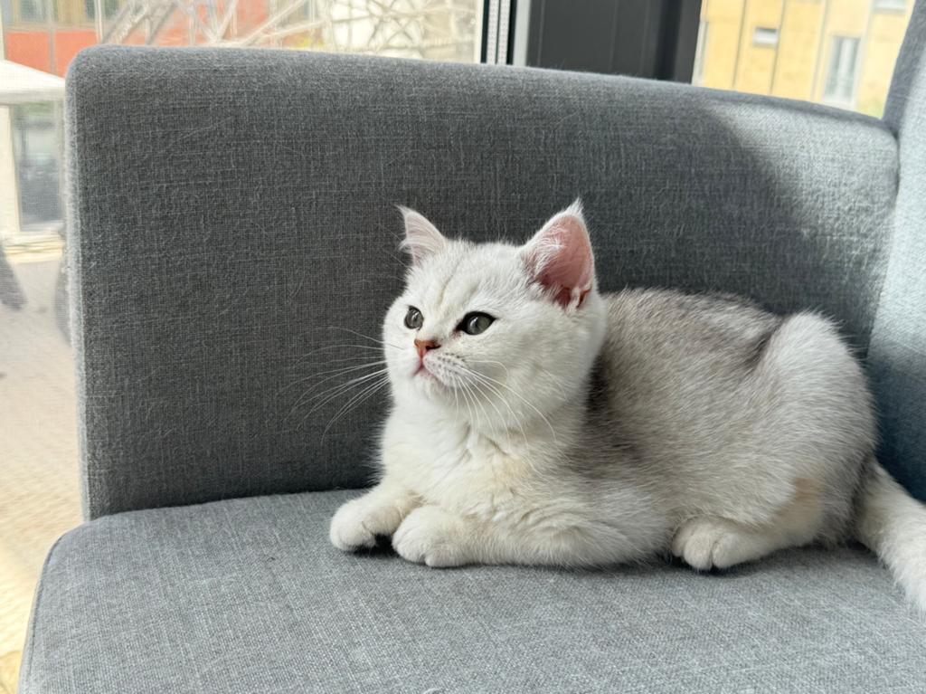 Britse korthaar kitten, silver shaded MET STAMBOOM, Poes, Met stamboom, 0 tot 2 jaar