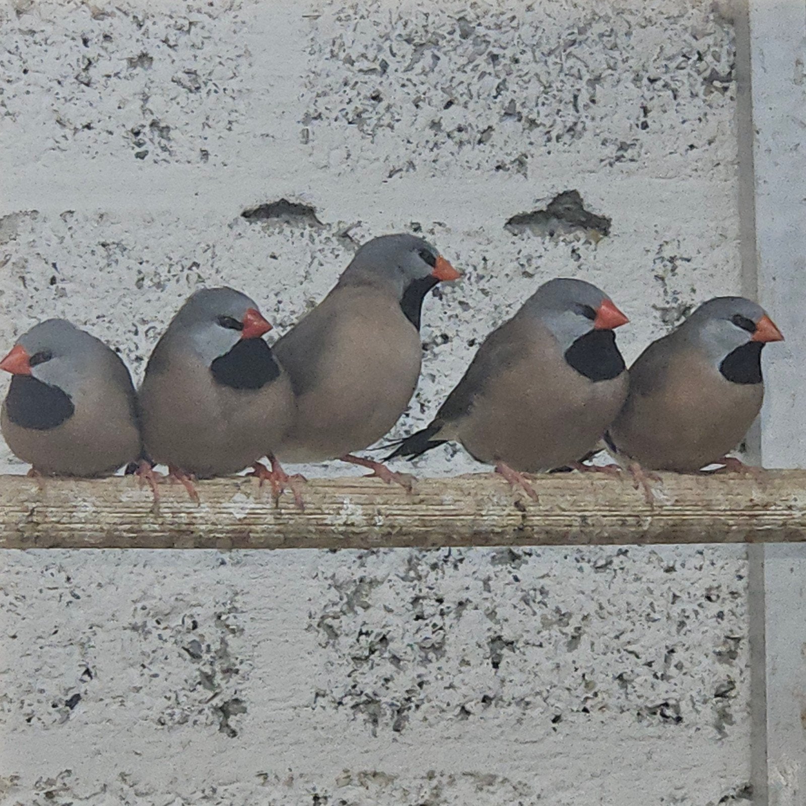 7 spitsstaart amadines, Meerdere dieren, Tropenvogel