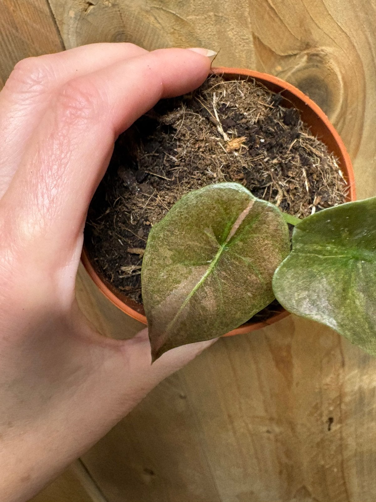 Alocasia cuprea red secret plant variegata pink roze mint, Ophalen of Verzenden, Halfschaduw, Minder dan 100 cm