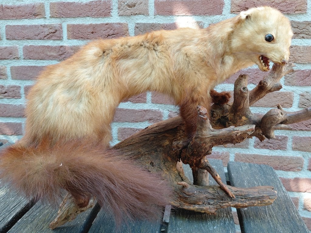 Opgezette steenmarter-bunzing - taxidermie 75 euro, Ophalen of Verzenden, Zo goed als nieuw, Wild dier, Opgezet dier