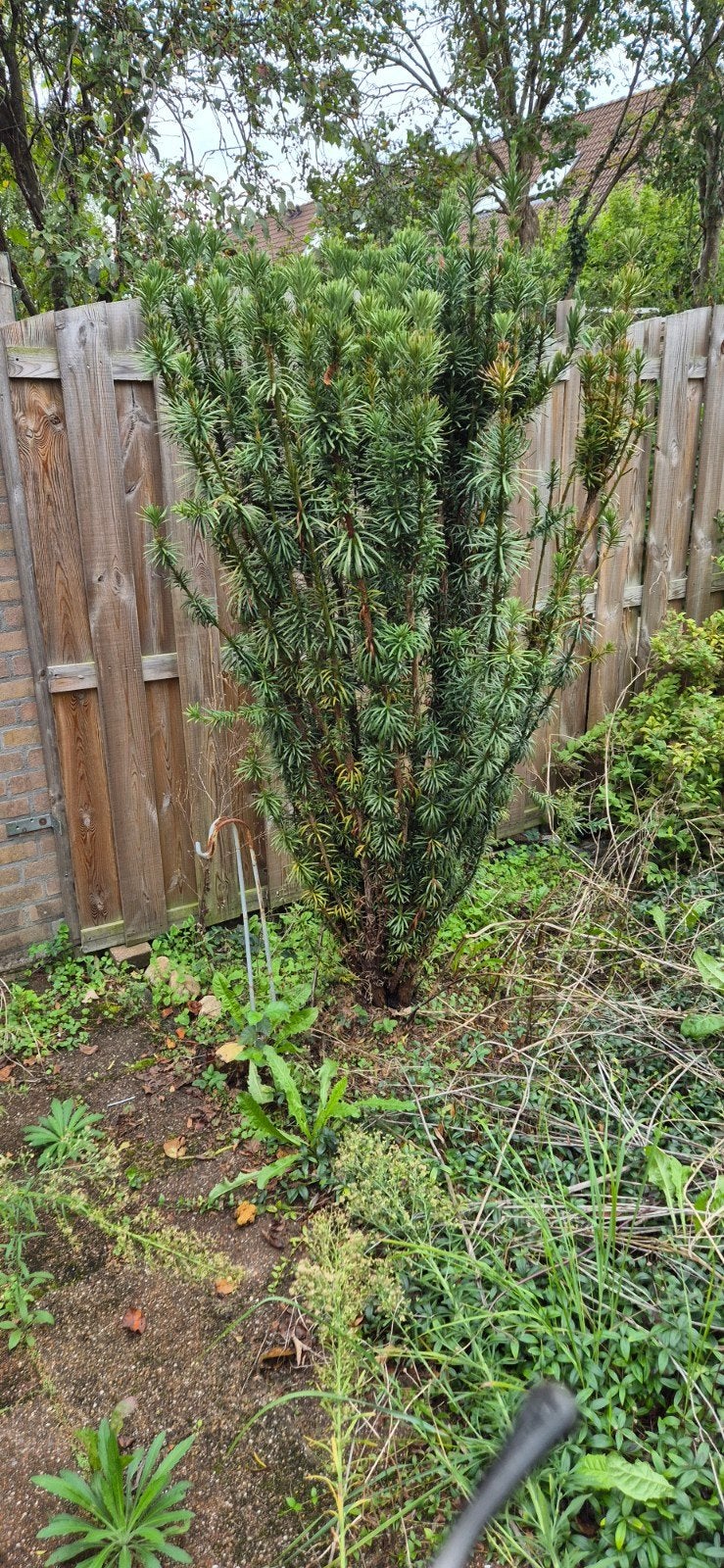 Conifeer en Taxus te koop, Vaste plant, Bloeit niet, Halfschaduw, Ophalen
