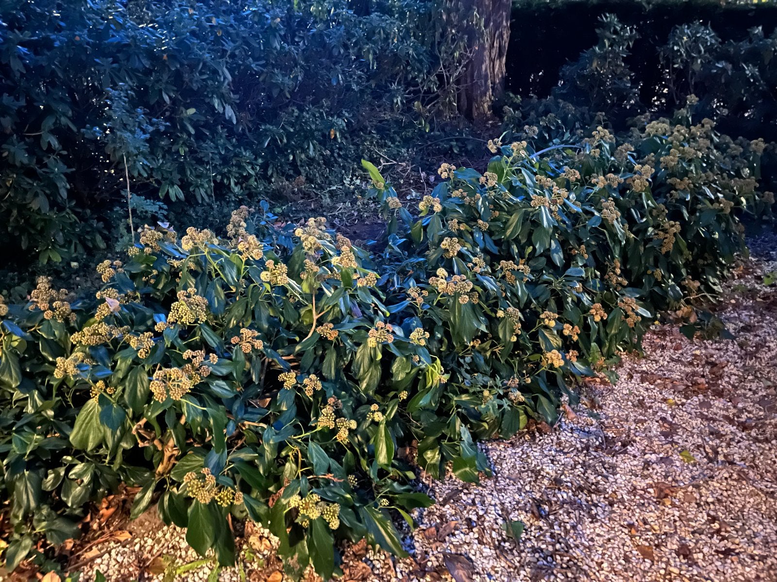 Klimop (Hedera helix) - Wintergroene Bodembedekker, Ophalen, Bodembedekkers, Vaste plant, Halfschaduw