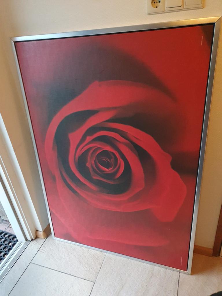 Grote ingelijste poster van een rode roos, Ophalen