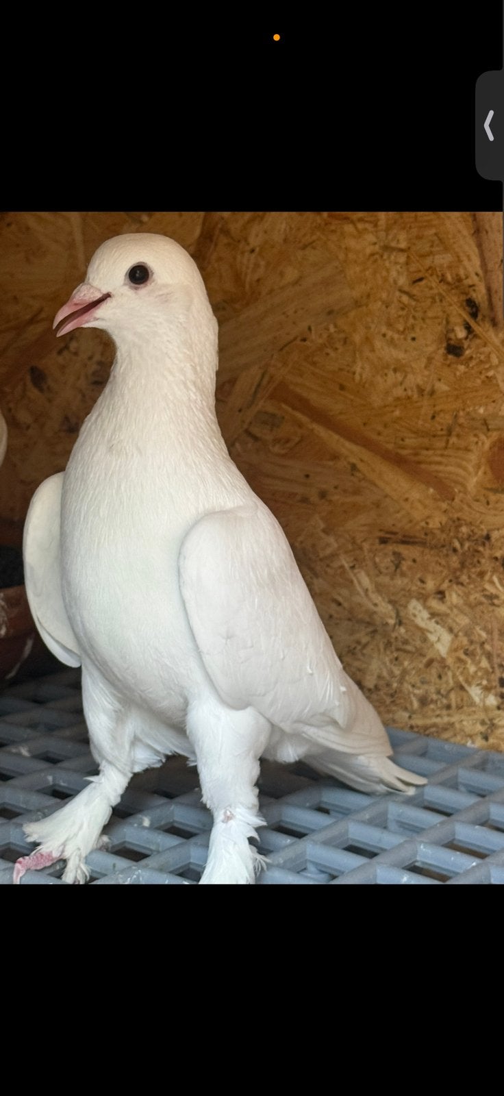 Takla, Dieren en Toebehoren, Mannelijk