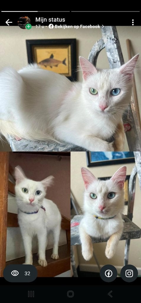 Half bloed Angora kittens, Poes, Kortharig, 0 tot 2 jaar