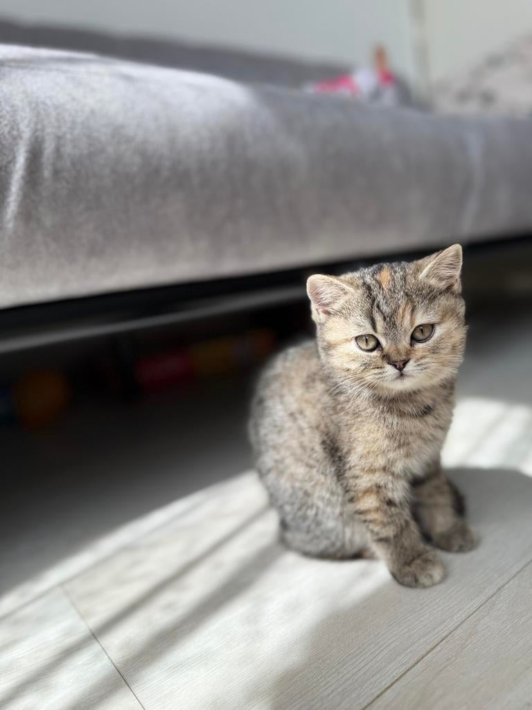 Britse korthaar, Kater, Ontwormd