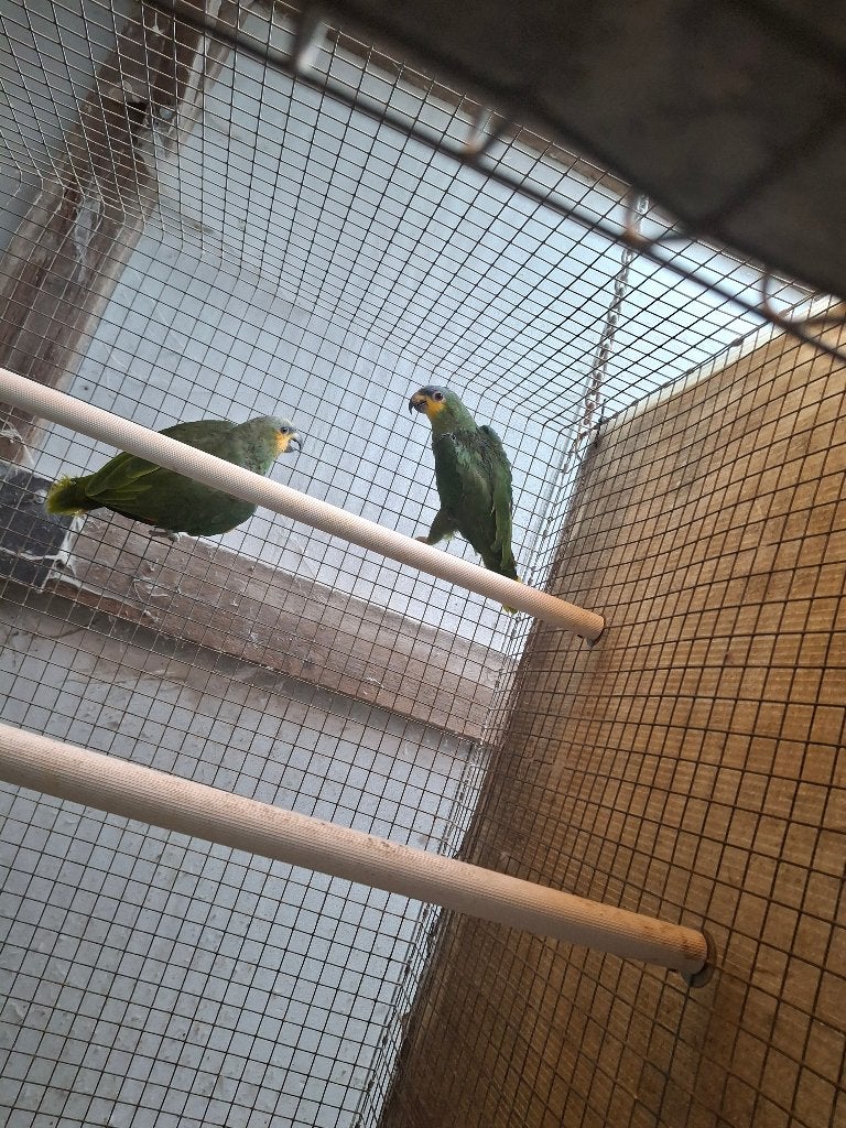 venezuela amazone kweekkoppel, Meerdere dieren, Papegaai, Geringd