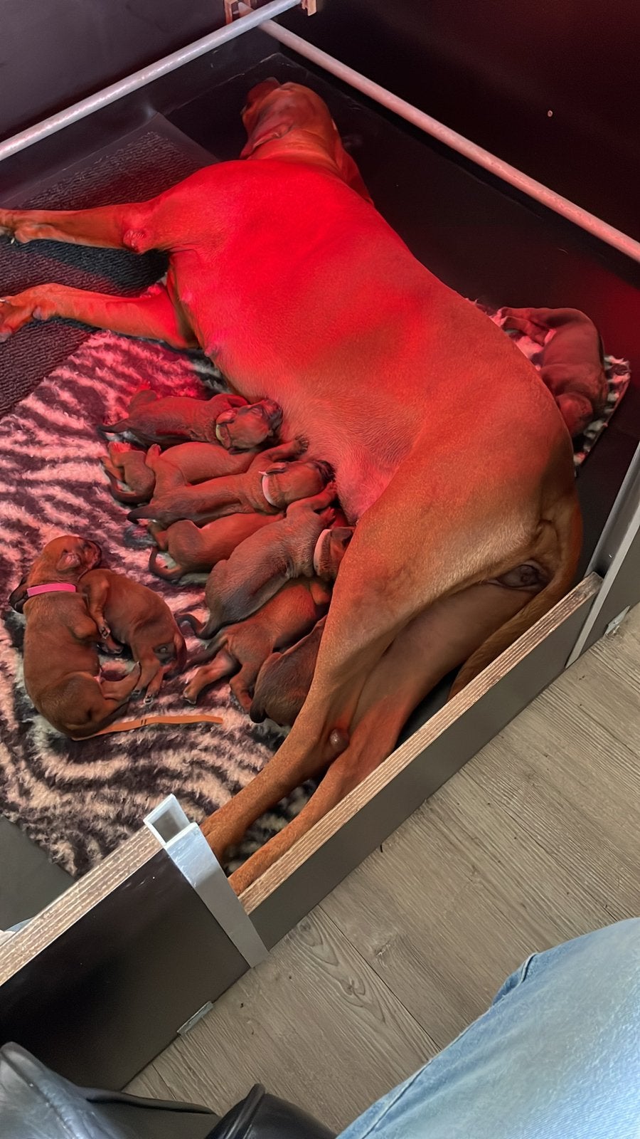 Rhodesian ridgeback pups, Overige rassen, 8 tot 15 weken, Meerdere, Meerdere dieren