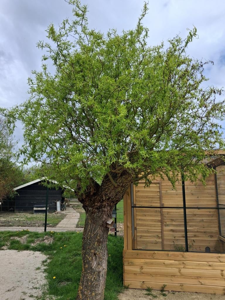 GEZOCHT Wilgentakken en fruitboomtakken, Tuin en Terras, Planten | Bomen, Overige soorten, 100 tot 250 cm, Zomer, Ophalen